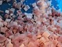 Frozen Meat Dicing Machine (Boneless Meat)
